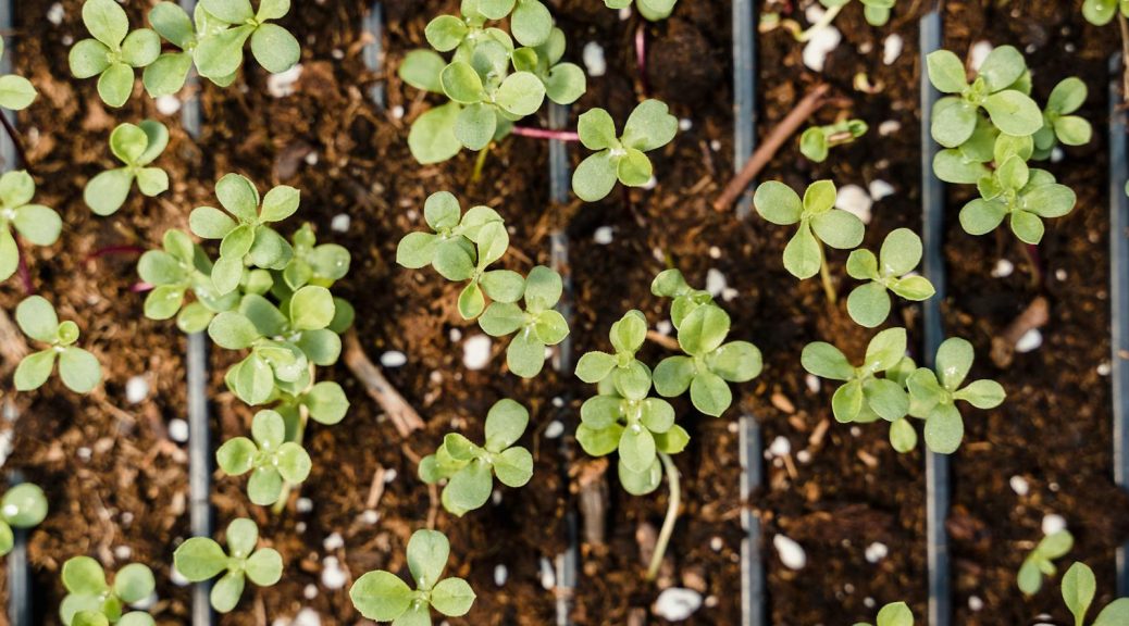 Close-up of green seedlings sprouting in nursery trays, showcasing fresh growth.